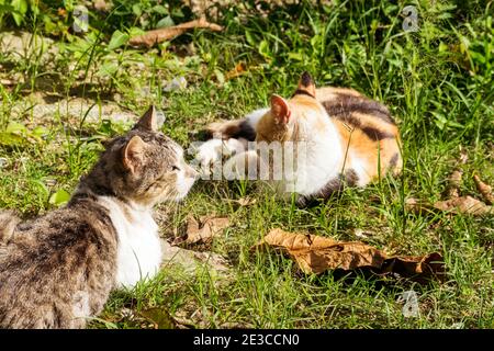 Eine männliche Kurzhaarkatze, die auf dem Gras liegt Neben einer weiblichen Katze auf der Hitze Stockfoto