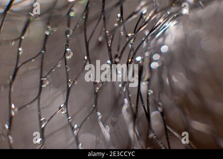 Wassertropfen auf einem schwarzen Netz auf einem unscharfen grauen Hintergrund. Abstrakter Hintergrund Stockfoto