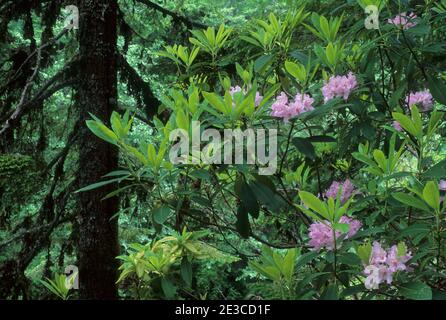 Pazifischer Rhododendron (Rhododendron macrophyllum) in Blüte, Willamette National Forest, Oregon Stockfoto