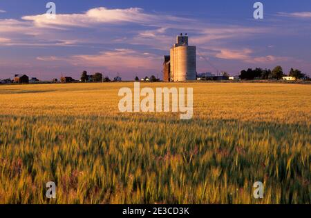 Getreidesilo in Weizenfeld, Reise durch die Zeit National Scenic Byway, Kent, Oregon Stockfoto