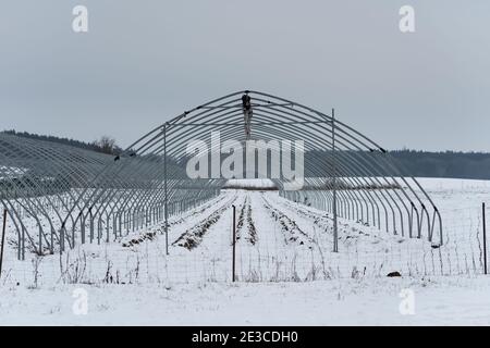 Metallskelettrahmen ohne Folie des Gewächshaustunnels für die Kultivierung Erdbeeren im tiefen Schnee im Winter Stockfoto