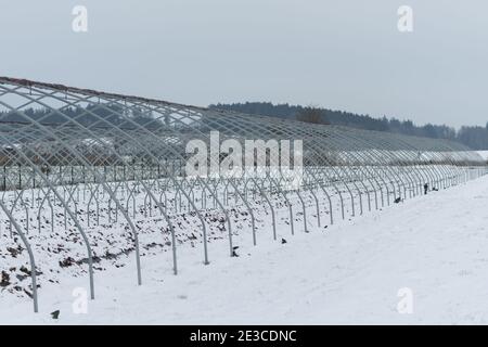 Metallskelettrahmen ohne Folie des Gewächshaustunnels für die Kultivierung Erdbeeren im tiefen Schnee im Winter Stockfoto