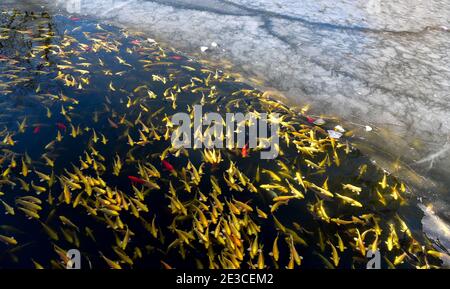 (210118) -- PEKING, 18. Januar 2021 (Xinhua) -- EIN Schwarm von Koi-Karpfen Schwarm einen halb gefrorenen See in Yuanmingyuan, oder der Alte Sommerpalast, in Peking, Hauptstadt von China, 18. Januar 2021. (Xinhua/Yin Dongxun) Stockfoto