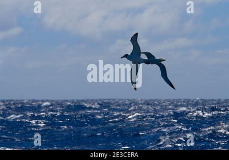 Salvin's Albatross oder Mollymawk, Southern Ocean, Thalassarche salvini Stockfoto