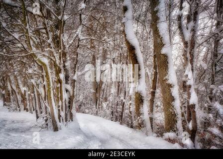 DE - BAVARIA: Woodland path "Am Pfannenholz" at Bad Toelz Stockfoto