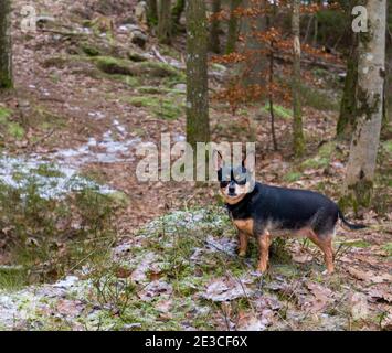 Kleine schwarz-braune Chihuahua-Hündin, die die Kamera anschaut Draußen beim Waldspaziergang Stockfoto