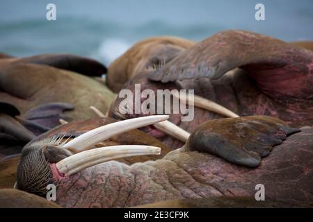 Walross, Odobenus Rosmarus in Poole-Pynten, Prins Karls Forland Insel, Svalbard. Stockfoto