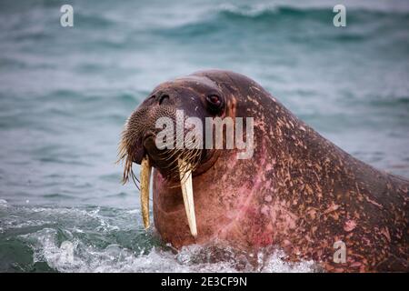 Walross, Odobenus Rosmarus in Poole-Pynten, Prins Karls Forland Insel, Svalbard. Stockfoto