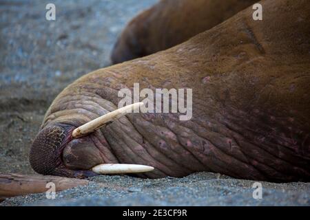 Walross, Odobenus Rosmarus in Poole-Pynten, Prins Karls Forland Insel, Svalbard. Stockfoto