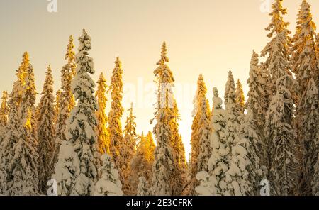 Sonnenuntergang über einem verschneiten arktischen Kiefernwald in einem Winterwunderland. Stockfoto