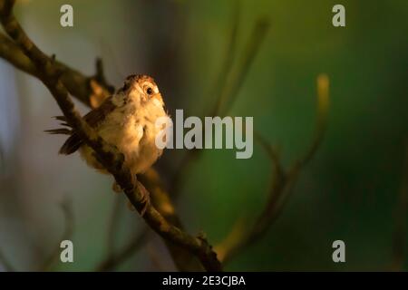 Ein Jungling carolina wren posiert für mich in einem Schaft aus goldenem frühen Morgenlicht. Einige Zweige sind gerade aus Fokus in der sonst sauberen Hintergrund. Stockfoto