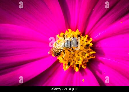 Eine brillante magentafarbene Blume hat eine kleine Biene zu ihrem pollenbeladenen Zentrum angezogen. Aufgenommen mit einem Makroobjektiv. Stockfoto
