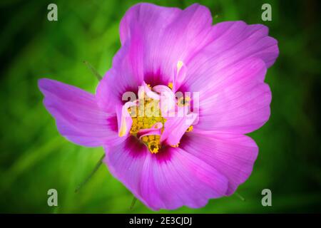 Eine rosa Blume im Rahmen mit einem grünen Hintergrund zentriert. Pollenbaring Strukturen sind sichtbar. Stockfoto