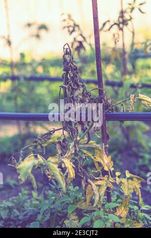 Ausgetrocknete Tomaten, schlechte Tomaten. Im Gewächshaus angebaute Tomaten werden wegen Krankheit oder Störung getrocknet. Agrarkonzept. Getönte Stockfoto