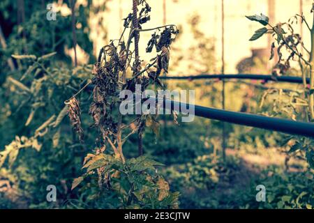 Ausgetrocknete Tomaten, schlechte Tomaten. Im Gewächshaus angebaute Tomaten werden wegen Krankheit oder Störung getrocknet. Agrarkonzept. Getönte Stockfoto