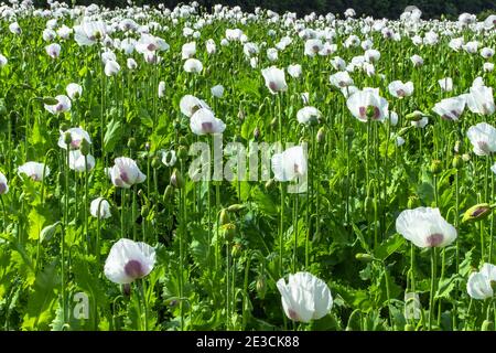 Schöne Frühling lebendige Feld der weißen blühenden Mohn.Mohnblumen Blume Wallper.Panorama eines Feldes von Mohnblumen gegen den bewölkten Himmel.Sommer ländliche Szene. Stockfoto