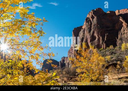 Herbstfarben im Zion Canyon auf dem River Trail, Zion National Park, Utah, USA Stockfoto