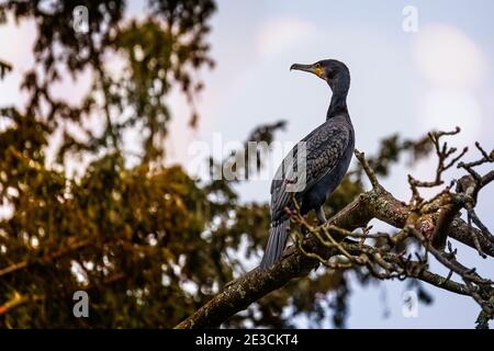 Nahaufnahme eines Cormorants, der oben auf dem Platz thront Ein Baum Stockfoto