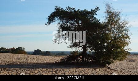 Eine Kiefer & Birke stehen einsam in einem "Kootwijkerzand" ist in den Niederlanden und die größte Treibsandgebiet in Europa Stockfoto