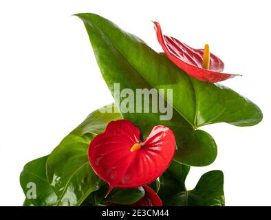 Anthurium Blüten isoliert auf weißem Hintergrund Stockfoto