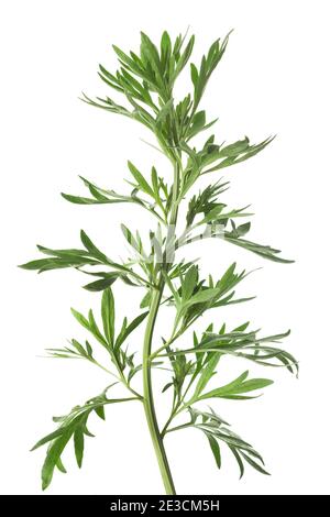 Artemisia absinthium Pflanze isoliert auf weißem Hintergrund Stockfoto