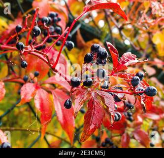 Beeren und Blätter des roten virginia Creeper.Parthenocissus quinquefolia, Victoria Creeper, fünfblättriger Efeu, fünf-Finger. Giftige Beeren Stockfoto