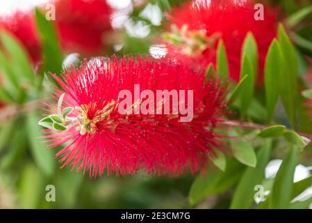 Karmesinrote Bottelbrush Blüten verzweigen sich mit Blättern Stockfoto