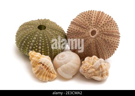 Seeigel und Muscheln isoliert auf weiß Stockfoto