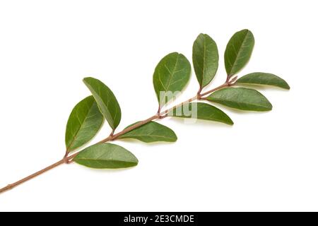 Privet ( Ligustruu vulgare ) isoliert auf weiß Stockfoto