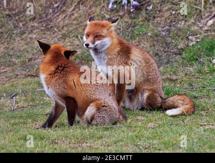 Europäische Rotfüchse (Vulpes vulpes) Stockfoto