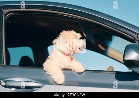 Eine Seitenansicht eines glücklichen französischen Pudel-Mini-Welpen Hund mit Haarspangen, der aus einem Autofenster schaut Mit der Zunge nach außen Stockfoto