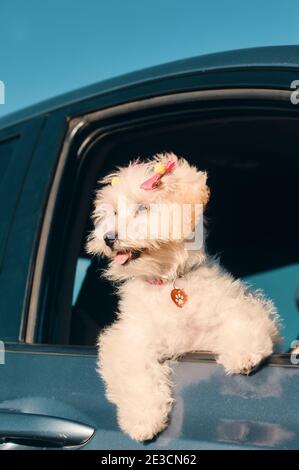 Eine Seitenansicht eines glücklichen französischen Pudel-Mini-Welpen Hund mit Haarspangen, der aus einem Autofenster schaut Mit der Zunge nach außen Stockfoto