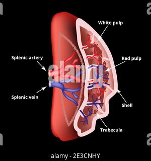 Anatomische Struktur der Milz. Vektorgrafik. Stock Vektor