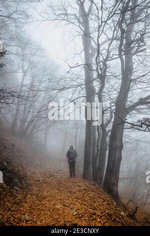 Mann, der in einem beängstigenden Nebelwald läuft. Bunte Landschaft mit nebligen Wald, orange Laub im Herbst. Feenwald im Herbst. Herbstwälder. Verzauberte Bäume. Stockfoto