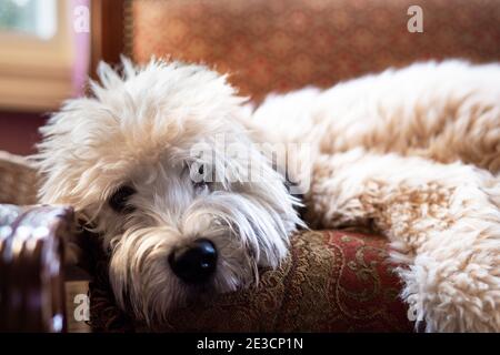 Liebenswert flauschig weich beschichtete Wheaten Terrier Welpen legen Stockfoto