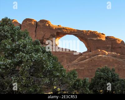 Skyline Arch wird von der Morgensonne beleuchtet, mit Utah Wacholderblättern und Beeren im Vordergrund Stockfoto