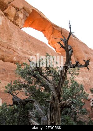 Ein verdrehter, halb toter Utah Juniper, Juniperus Osteosperma, mit Skyline Arch im Hintergrund, am frühen Morgen im Archers National Park, Utah, USA Stockfoto