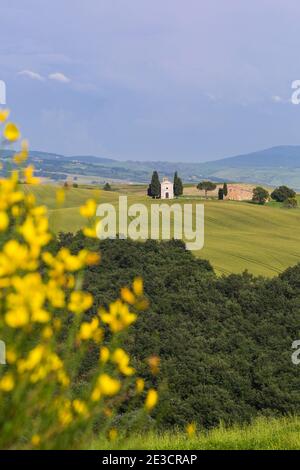 Alte Kirche von Vitaleta mit Bäumen auf beiden Seiten in San Quirico d'Orcia, in der Nähe von Pienza, Toskana, Italien im Mai - Kapelle der Madonna di Vitaleta Stockfoto