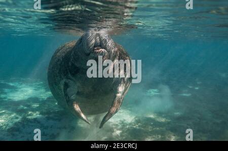 Ein Manatee Unterwasser in Florida Stockfoto