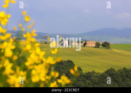 Alte Kirche von Vitaleta mit Bäumen auf beiden Seiten in San Quirico d'Orcia, in der Nähe von Pienza, Toskana, Italien im Mai - Kapelle der Madonna di Vitaleta Stockfoto