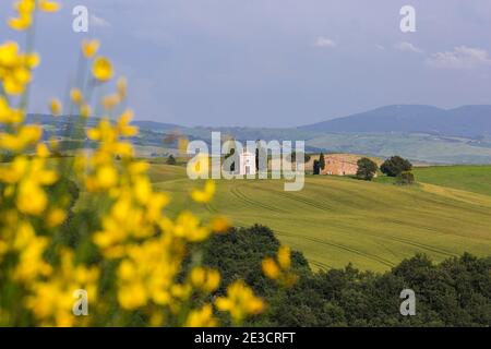 Alte Kirche von Vitaleta mit Bäumen auf beiden Seiten in San Quirico d'Orcia, in der Nähe von Pienza, Toskana, Italien im Mai - Kapelle der Madonna di Vitaleta Stockfoto