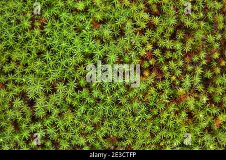 Kommune Polytrichum, auch bekannt als Haarmütze Moos. Grün Moos Textur Hintergrund, Draufsicht. Stockfoto