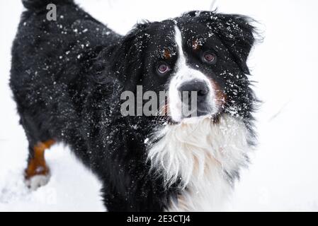 Berner Berghund mit Schnee auf dem Kopf. Fröhlicher Hundespaziergang im Winter bei schneebedecktem Wetter Stockfoto