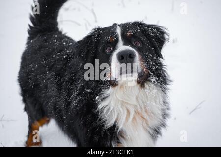 Berner Berghund mit Schnee auf dem Kopf. Fröhlicher Hundespaziergang im Winter bei schneebedecktem Wetter Stockfoto