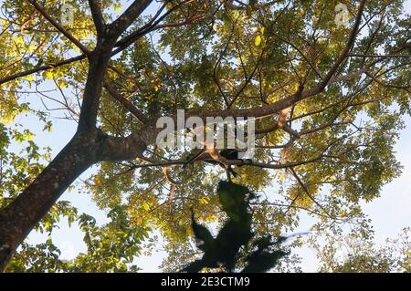 Eine Mutter ein Baby manled Howler Affe schwingend in der Baumkronen eines Waldes Stockfoto