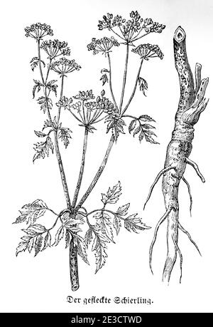 Gefleckter Schierling, (Conium maculatum) Gift Hemlock, Schweizer Kalender mit giftigen Pflanzen und entsprechenden Motiven, St. Gallen Schweiz 1853 Stockfoto