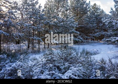 Spaziergang im Kiefernwald im Winter. Stockfoto