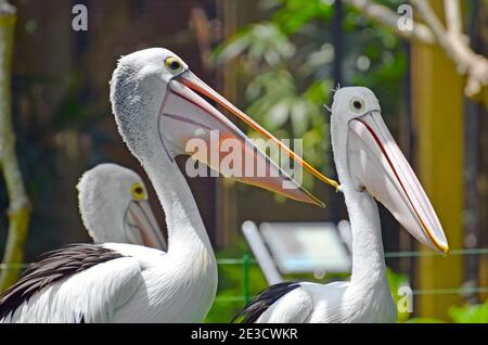 Zwei Pelikane aus nächster Nähe in einem tropischen Park auf einer grünen Wiese. Stockfoto