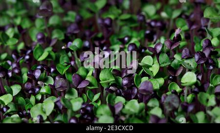 Selektives Fokusfoto von Basilikum-Microgreens. City Farming Indoor-Konzept. Stockfoto
