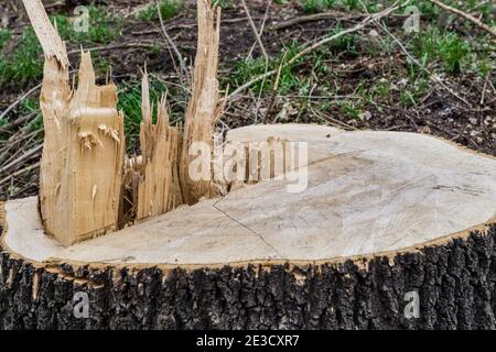 Frisch gesägt große Tanne Baumstumpf im Frühlingswald Stockfoto